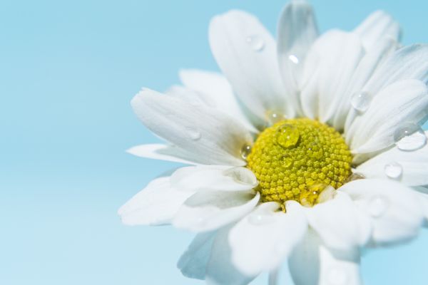 white-daisy-daisy-flower-white-flower-water-droplets-1920x1080-78520B7AB03A-34F8-934A-C7C4-8D45B6329CC4.jpg