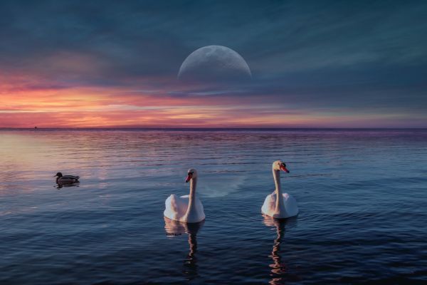 swans-lake-birds-sunset-moon-horizon-5k-8k-1920x1080-897258D6A990-92D0-7B73-D1A5-93BE6B1D6BDF.jpg
