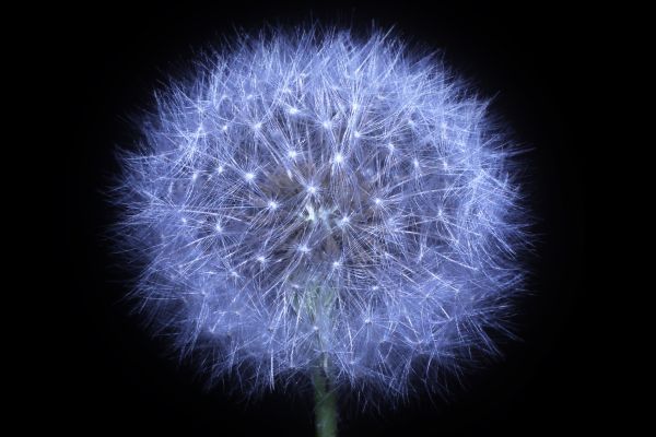 dandelion-flower-black-background-amoled-5k-1920x1080-8645945D29FB-5BAD-8FD5-9485-FE095BF19370.jpg