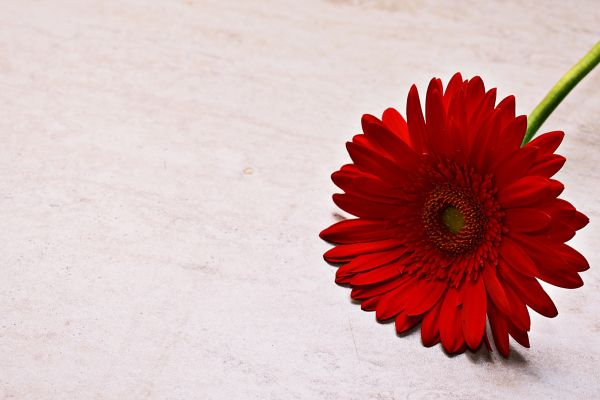 red-gerbera-daisy-1920x1080-118467320A9CE-F14B-9BBA-109E-5A91913B0213.jpg